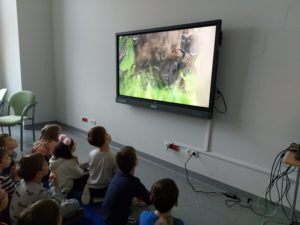 Dzieci z grupy VI oglądają film o dzikiej przyrodzie Europy