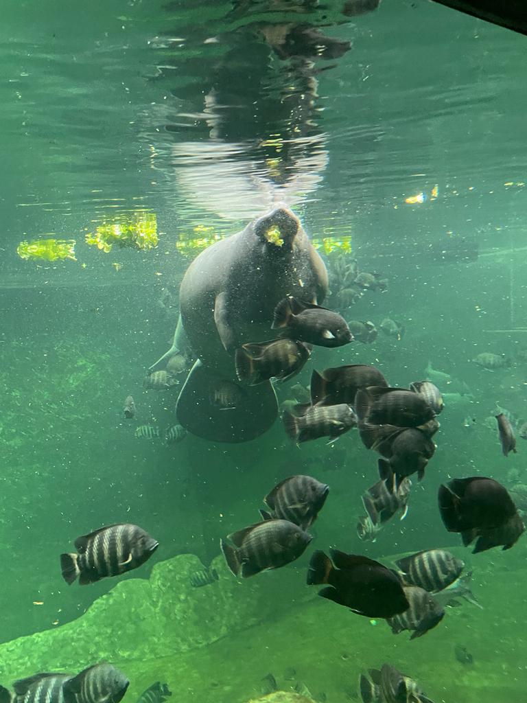 MIESZKAŃCY AFRYKARIUM DŻUNGLA NAD RZEKĄ KONGO