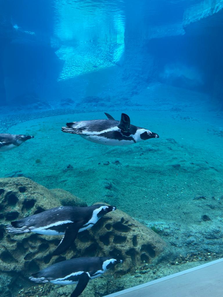 MIESZKAŃCY AFRYKARIUM WYBRZEŻE SZKIELETÓW